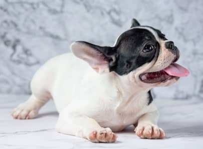 Chien brachycephale noir et blanc reposé