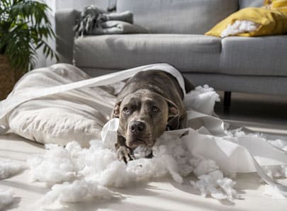 Chien noir destructeur en l'absence du maitre
