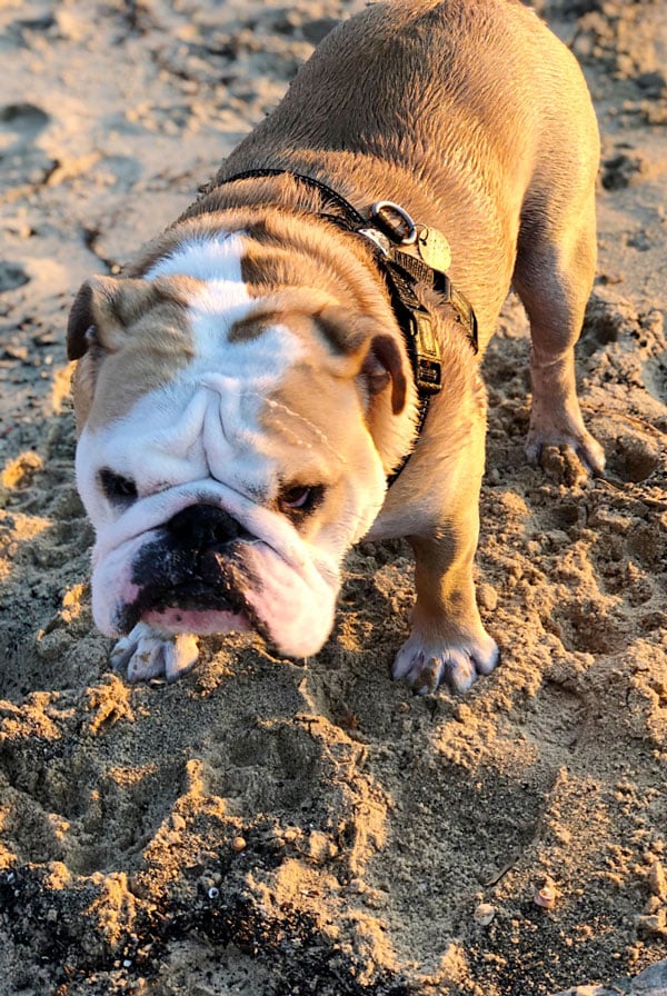 Problème des chiens brachycephales