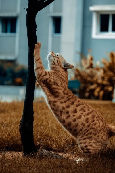Un chat fait ses griffes sur un arbre