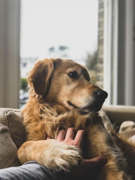 Un chien détourne la tête