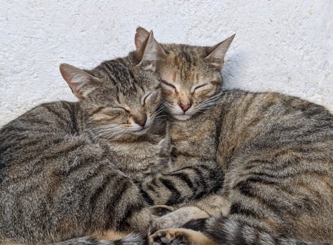 Deux chats heureux dorment ensemble paisiblement