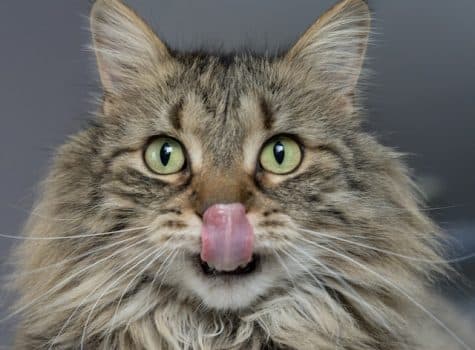 Un chat bien nourri en bonne santé