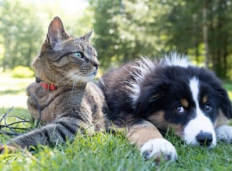 Un chat et un chien côte à côte