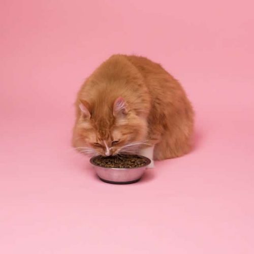 Un chat mange des croquettes