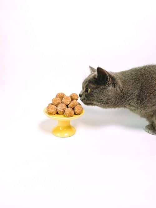 Un chat qui flaire de la nourriture