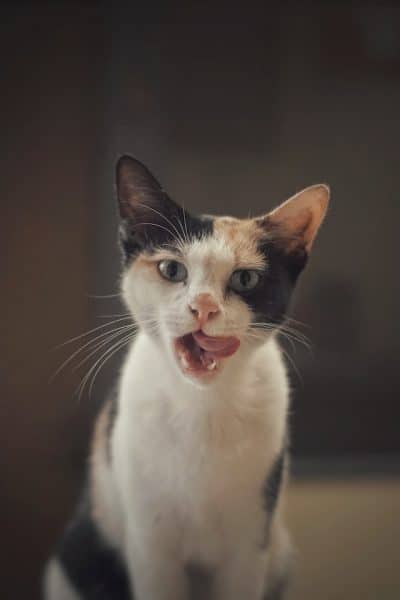 Un chat se lèche les babines après le repas