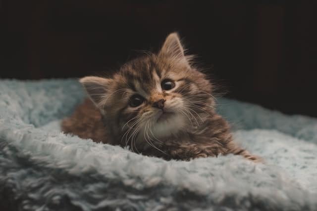 Un chaton adorable