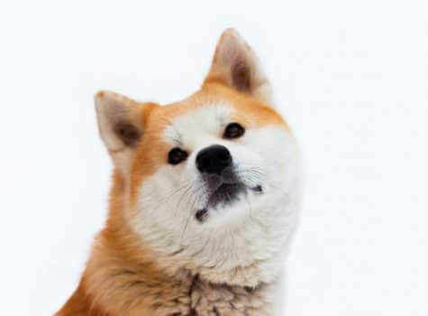 Un chien de race Akita