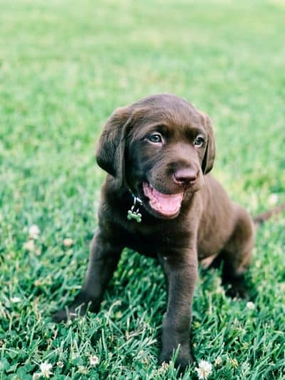 Un chiot de race labrador