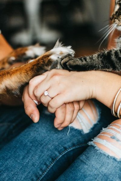 Des pattes de chien et chat sur des mains