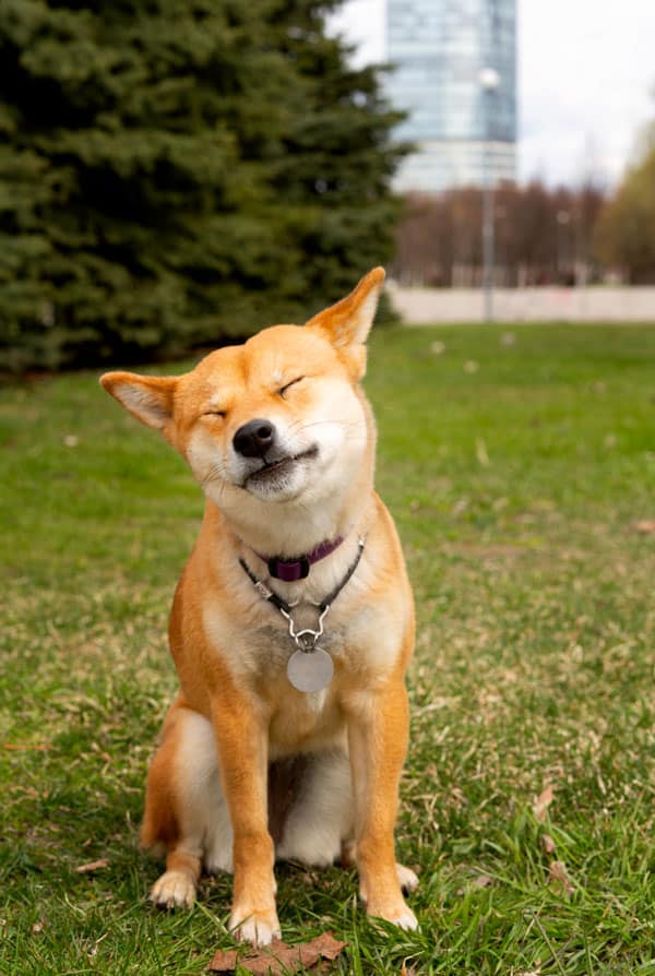 Hachiko roux heureux
