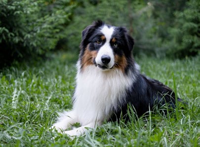 Berger australien reposé