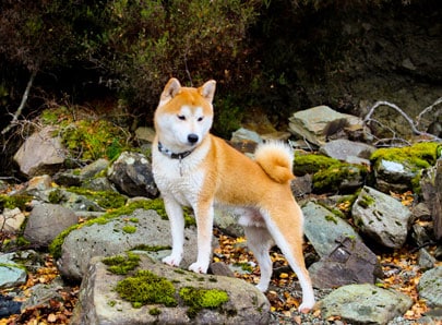 Hachiko roux sur des rochers