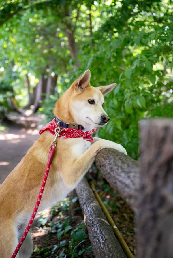Promenade hachiko roux