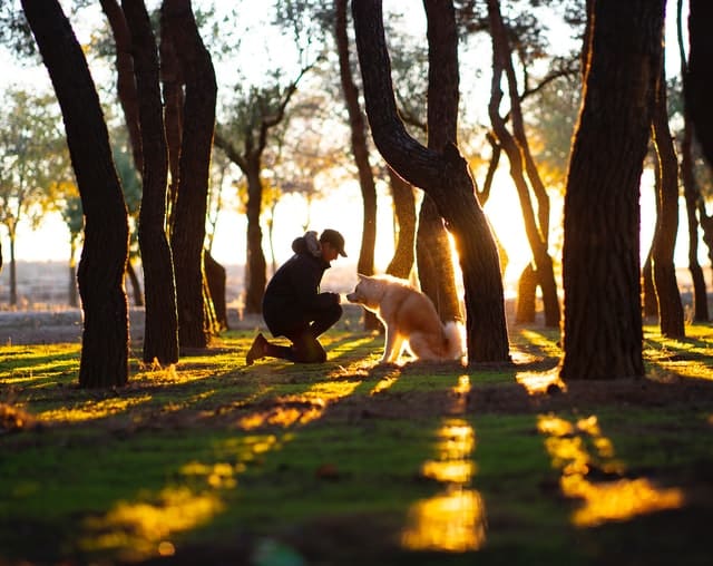 Un chien et un homme ensemble