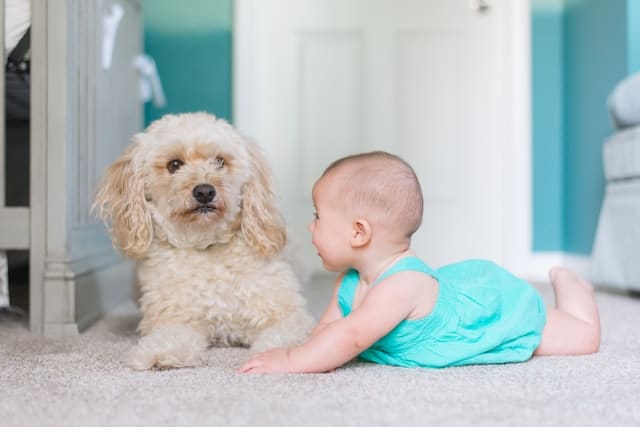 Un chien et un bébé