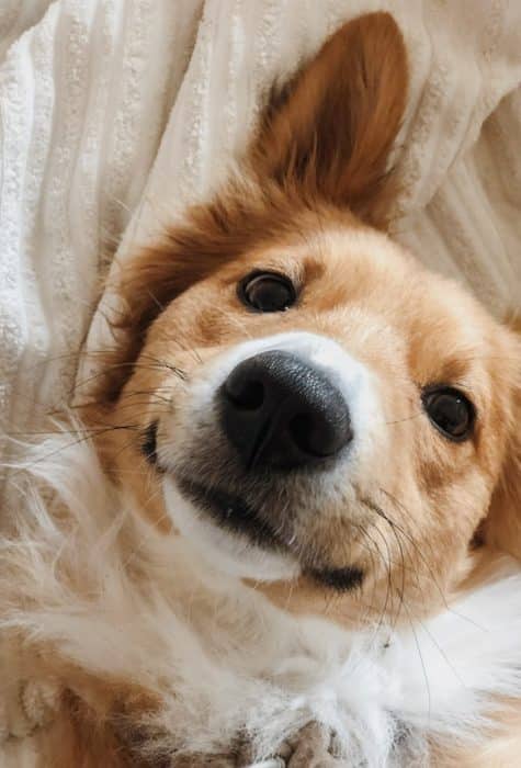 Un chien heureux