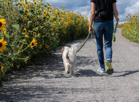 Un homme promène son chien