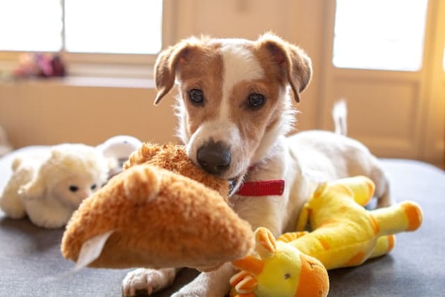 Un petit chien avec ses jouets