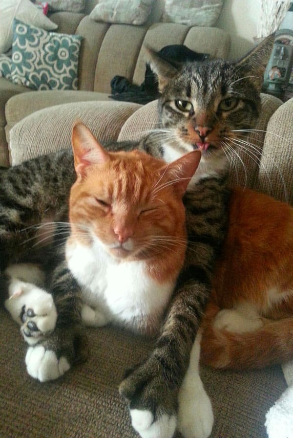 Calin de chats en cohabitation