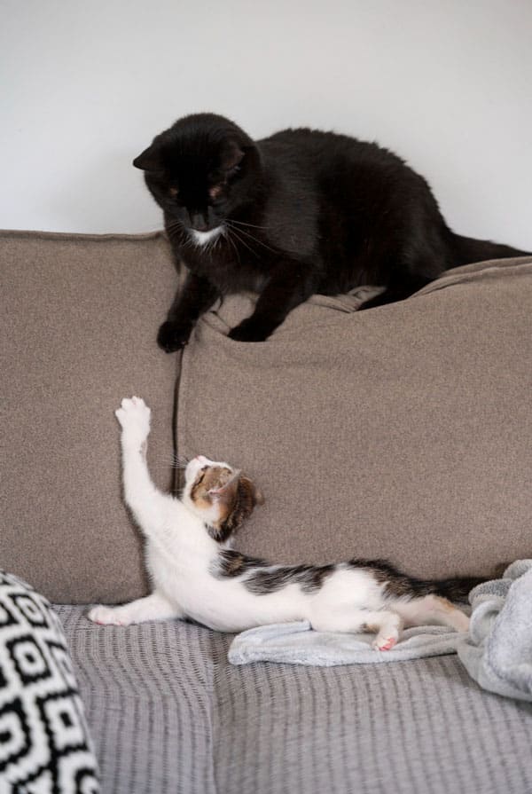 Chats qui jouent en cohabitation