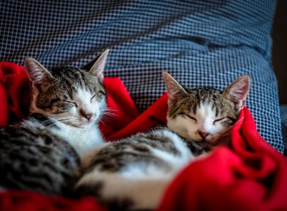 Chats heureux en cohabitation