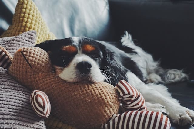 Un chien qui se repose sur des coussins