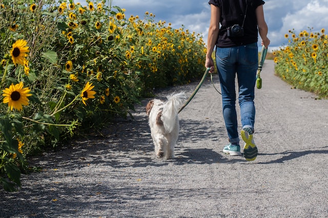 Un homme promène son chien