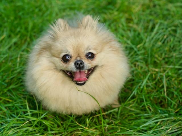 Chien de petite taille spitz nain