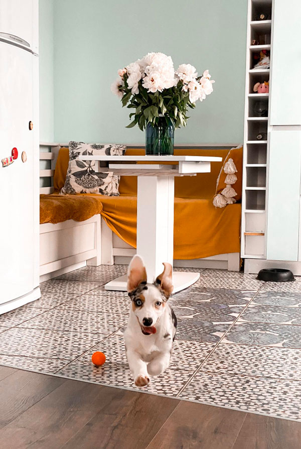 chien qui joue dans un appartement
