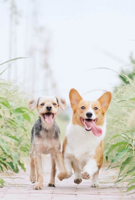 Deux petits chiens