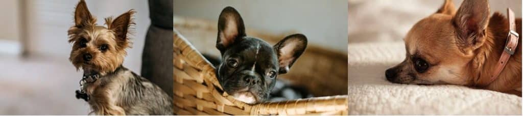 Petits chiens yorkshire, bouledogue français et chihuahua