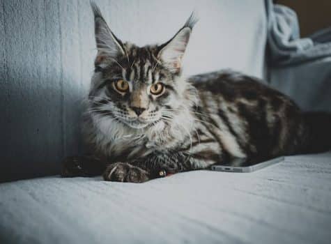 Un chat de race Maine Coon allongé