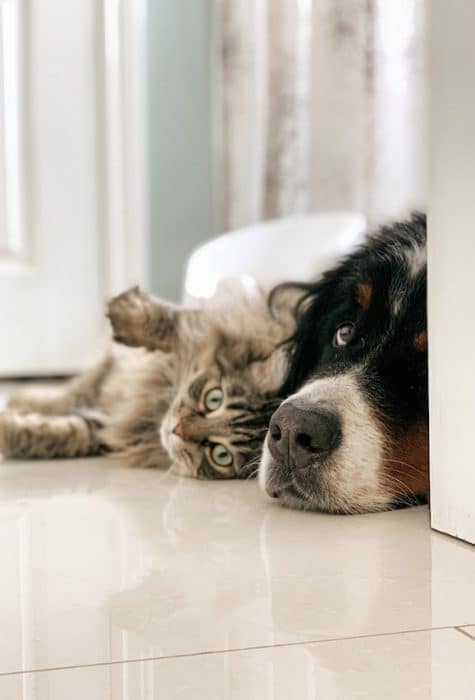 Un chat et un chien couchés ensemble