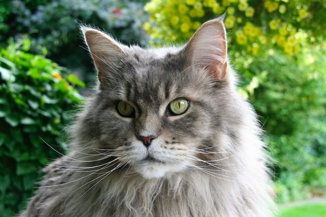 Un chat Maine Coon adulte