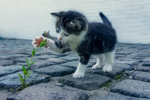Un chaton joue avec une plante