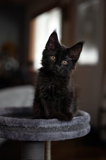 Un chaton noir de race Maine Coon