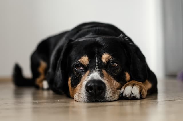 Un chien allongé a l'air abattu