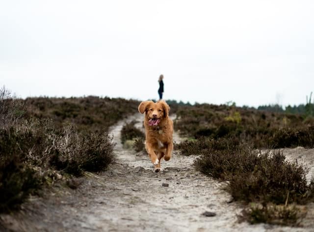 Un chien court pendant sa promenade