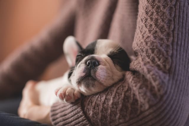 Un chien dort dans les bras d'un humain