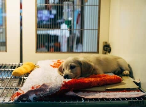 Un chien en cage