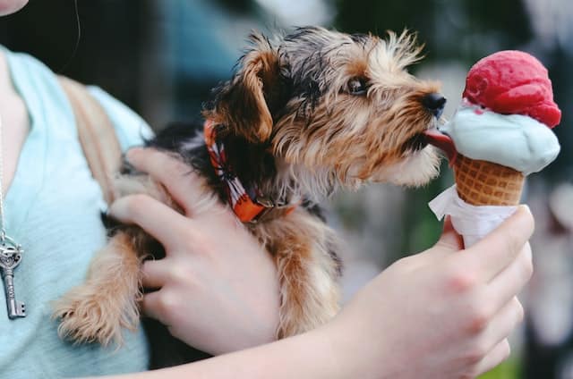 Un chien lèche la glace d'un humain