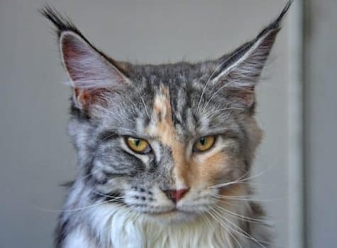 Un Maine Coon avec ses longs poils aux oreilles