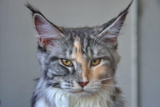 Un Maine Coon avec ses longs poils aux oreilles