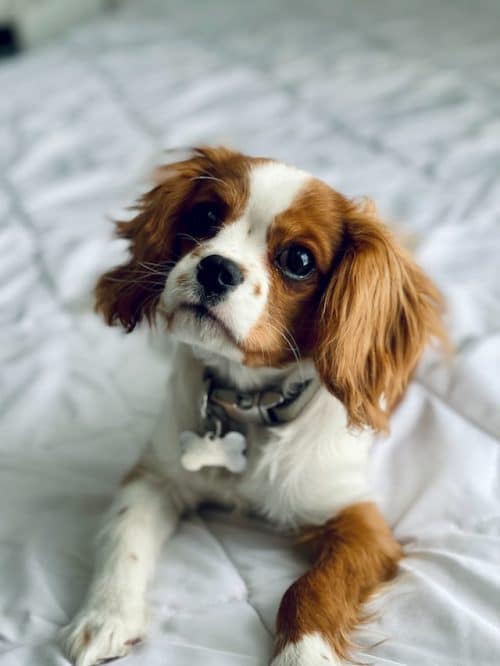 Un petit chien cavalier king charles