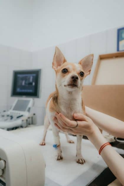 Un petit chien chez le vétérinaire