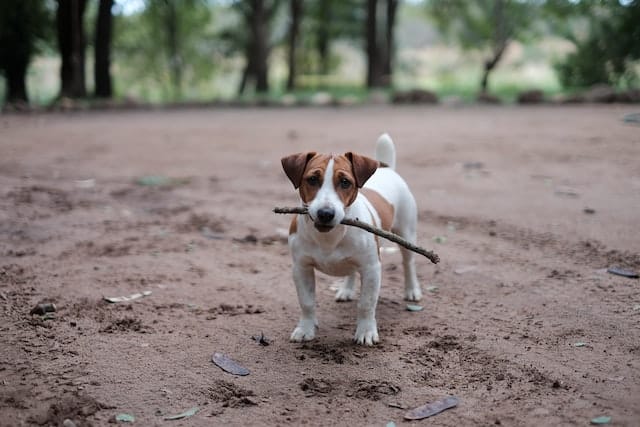 Un petit chien jack russel