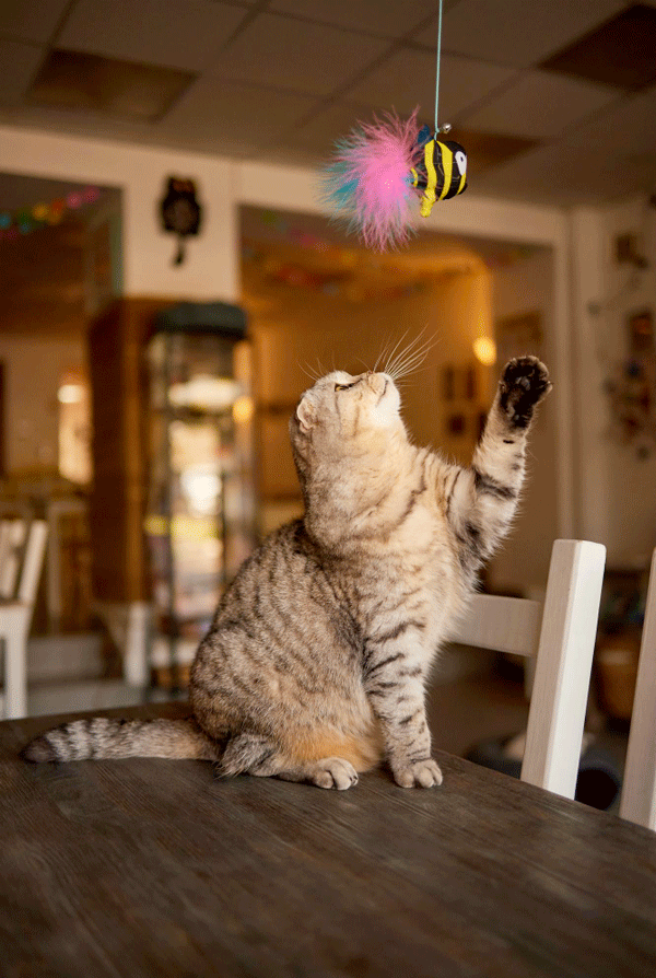 Chat qui joue et sort ses griffes