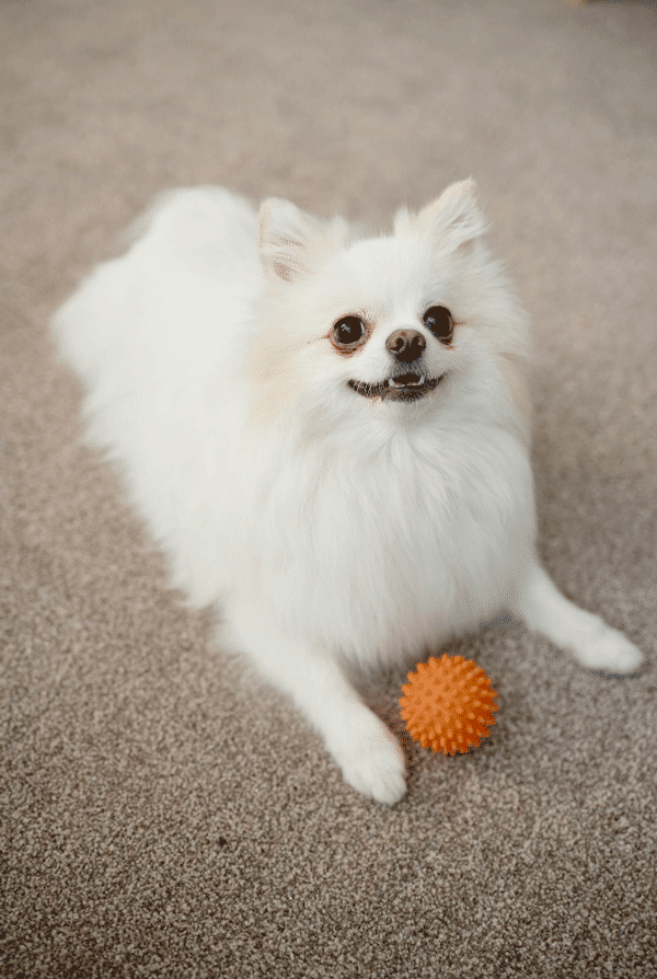 Chien blanc heureux et jeu